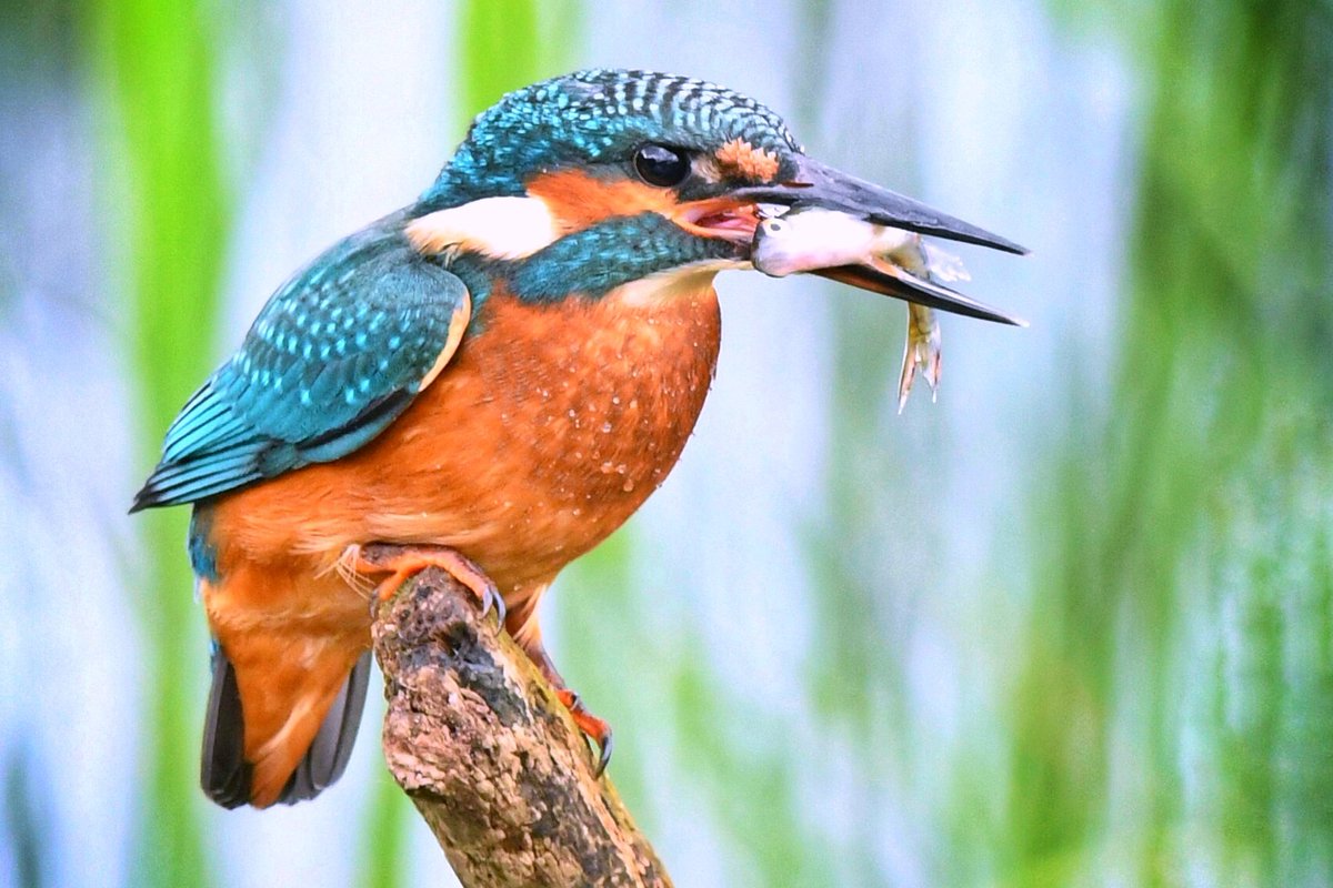 A gorgeous wee flash of colour on a dreich morning 😍 What an absolute delight to see the Kingfisher back hunting at the Kirk Dam again 😍💙 Isle of Bute #ilovebute #birds #bird #kingfisher #ilovenature