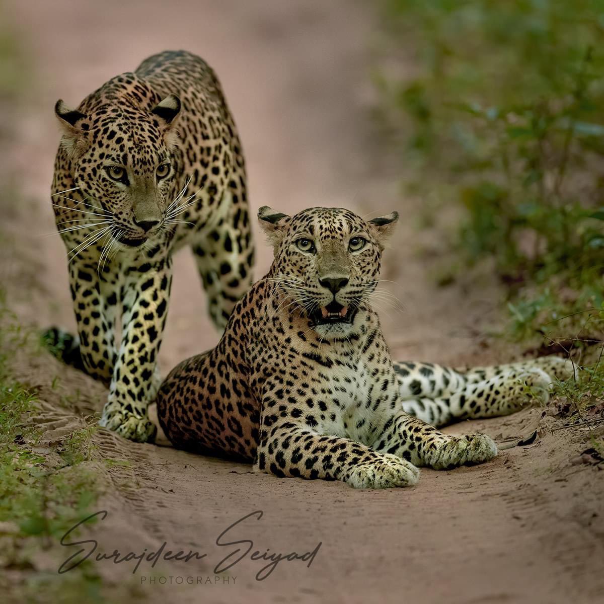 ImagingtheWilds's tweet photo. Endless love! Mother & daughter in an unbreakable bond of togetherness at Wilpattu National Park #SriLanka
#wild #worldofcats
#apexpredator #predator #photochallenge #earthcapture #cpfeatureme
#leopards #wild #Nature_Shooters #leopard #wildlife #canonphotography #Canon_photos https://t.co/NcOMlmr4wd