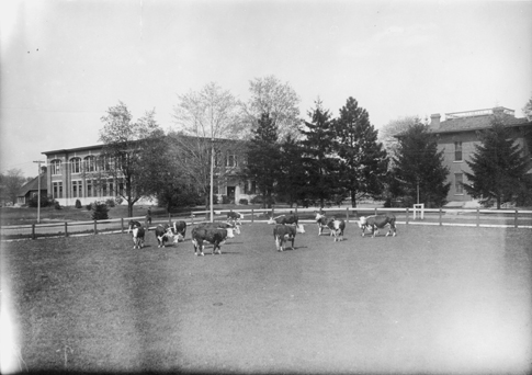 #DYK that cows used to graze in fields not far from MSU buildings? This undated photograph shows cows grazing in front of what appears to be the Dairy Science building. #MSUHistory