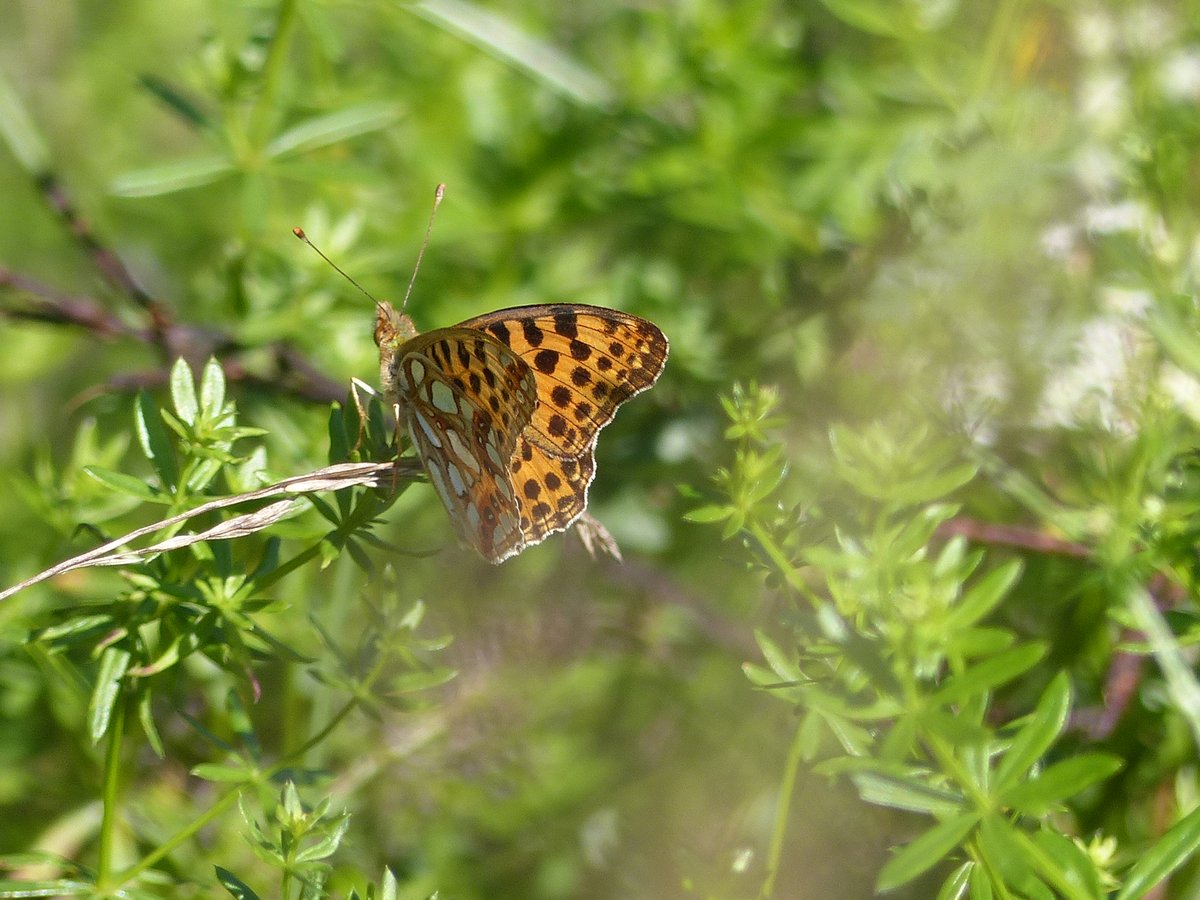 ARichter_moNKA's tweet photo. Die #Schmetterlinge #mariposas #butterflies  im Spätsommer: #Issoria lathonia,#Lycaena phlaeas, #Colias cf. hylae u. a. auf   #Galium mollugo, #Tanacetum vulgare, #Trifolium pratense #NaturePhotography #Mittweida #Blühwiesen #Wildblumen #wildflower https://t.co/ubIvRdkdMo