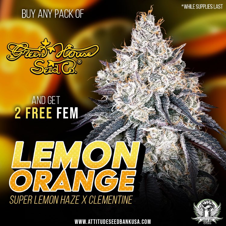 AttitudeSeedUSA's tweet photo. New promo from @greenhouseseeds #lemonorange ๐๐freebies ! ๐ฑ๐ฑ No sales on social media / educational purposes only. https://t.co/2kHILXSt39