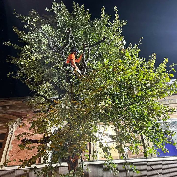mancoedvm's tweet image. 🌓 𝐍𝐢𝐠𝐡𝐭 𝐒𝐡𝐢𝐟𝐭 🌗 
Some of our work must be completed at night so as not to disrupt local businesses and the community. This tree was part of our Cheshire West and Chester Council work. The Lime tree was pollarded by the team. #pollarding #treepollard