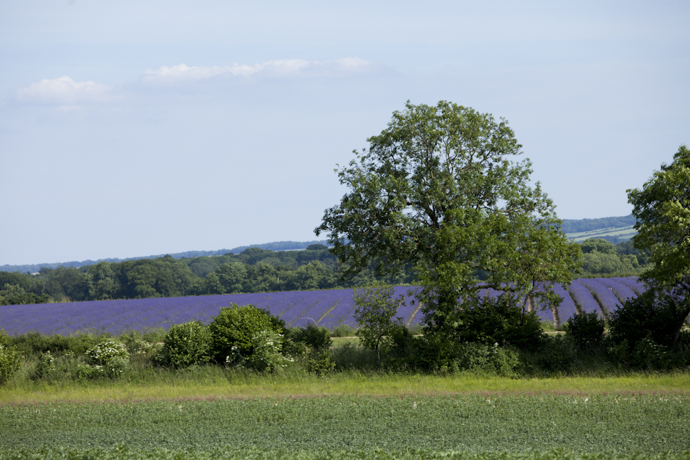 New Forest Aromatics (@newforestaromas) on Twitter photo The lavender we use in our products is organic lavender essential oil harvested and distilled on <a href="/SummerdownUK/">Summerdown</a> farm, in Hampshire. It is a beautiful, high-quality lavender and great to have it growing just up the road
#hampshirefare #lavenderessentialoil The lavender we use in our products is organic lavender essential oil harvested and distilled on <a href="/SummerdownUK/">Summerdown</a> farm, in Hampshire. It is a beautiful, high-quality lavender and great to have it growing just up the road
#hampshirefare #lavenderessentialoil