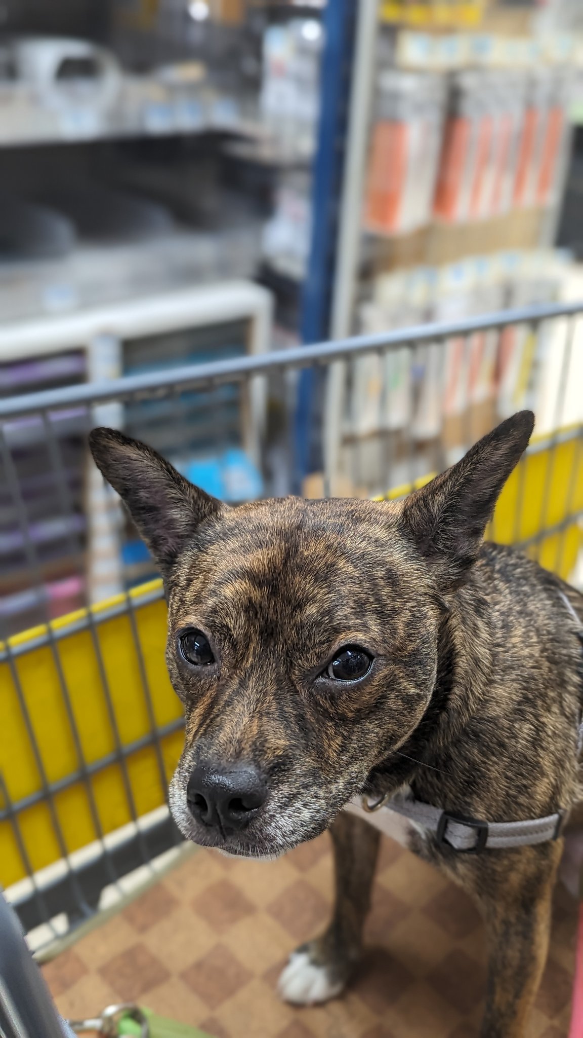 豆柴　1223 関西で豆柴の子犬を探す（51ページ目）｜ブリーダーナビ