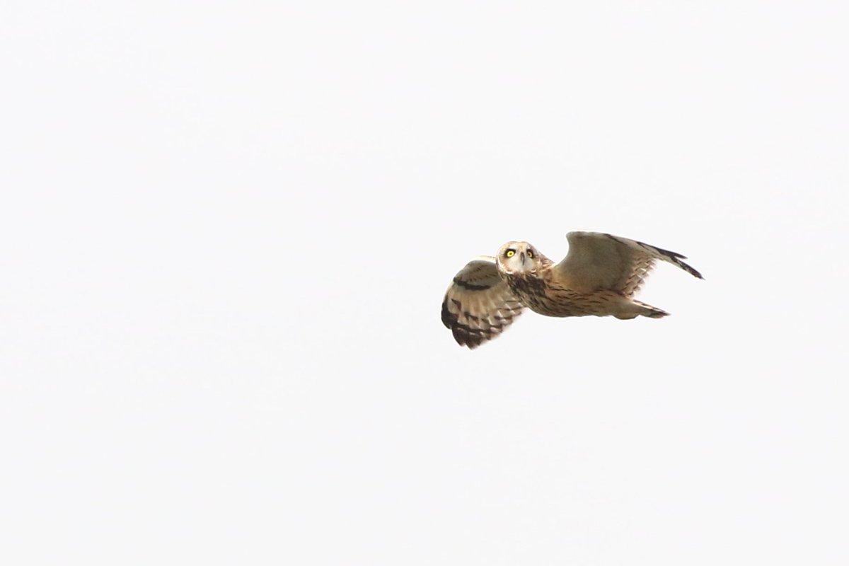 VerweijJochem's tweet photo. Unfortunately had to go on a family trip of 4 days during what was possibly the most exciting birding weekend of 2023. But while it was not possible for me to go birding i did got this realy nice and close view of a Short-eared owl during a boat trip! https://t.co/ObqinEDxBN