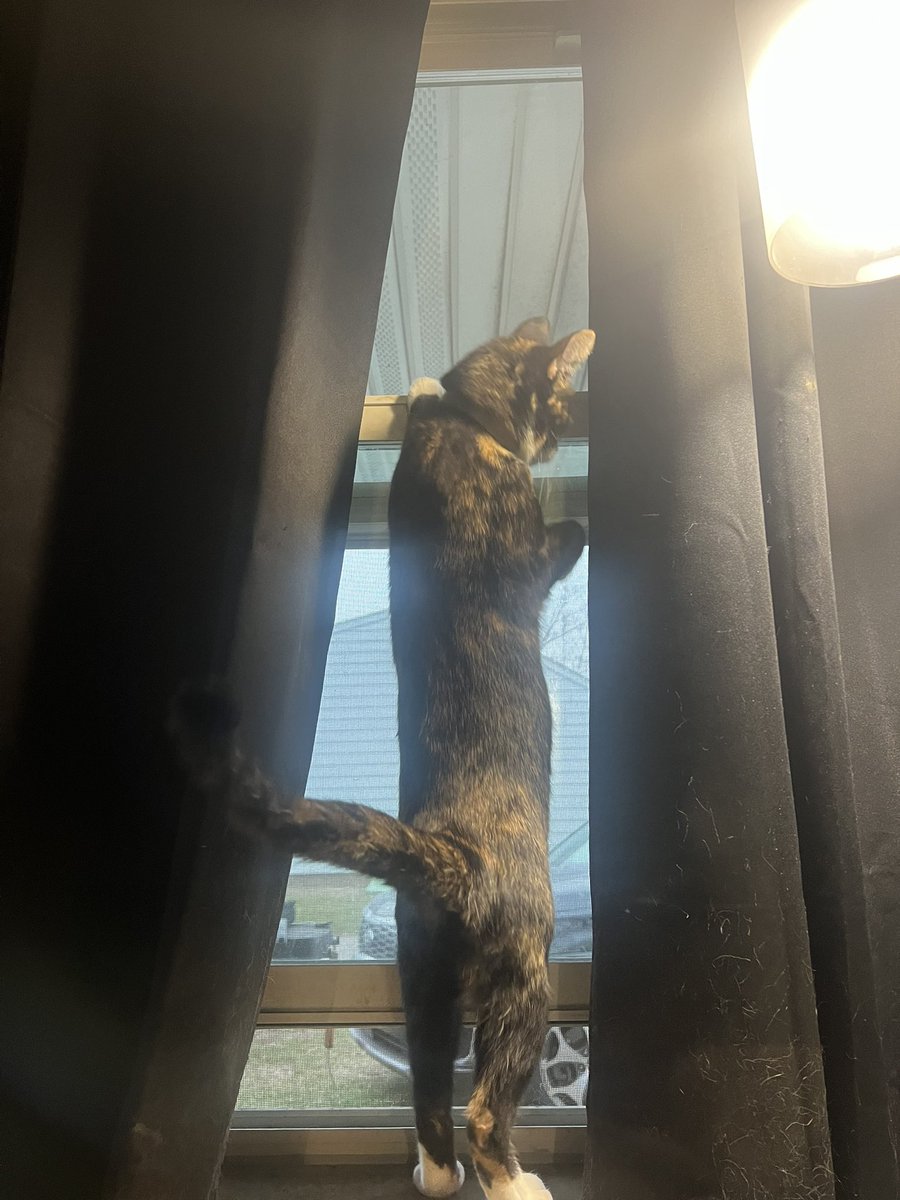 trevthal's tweet photo. I’m late but, Happy Daughters day to my fur babies. It’s still counts right? https://t.co/HDIIol7wNa