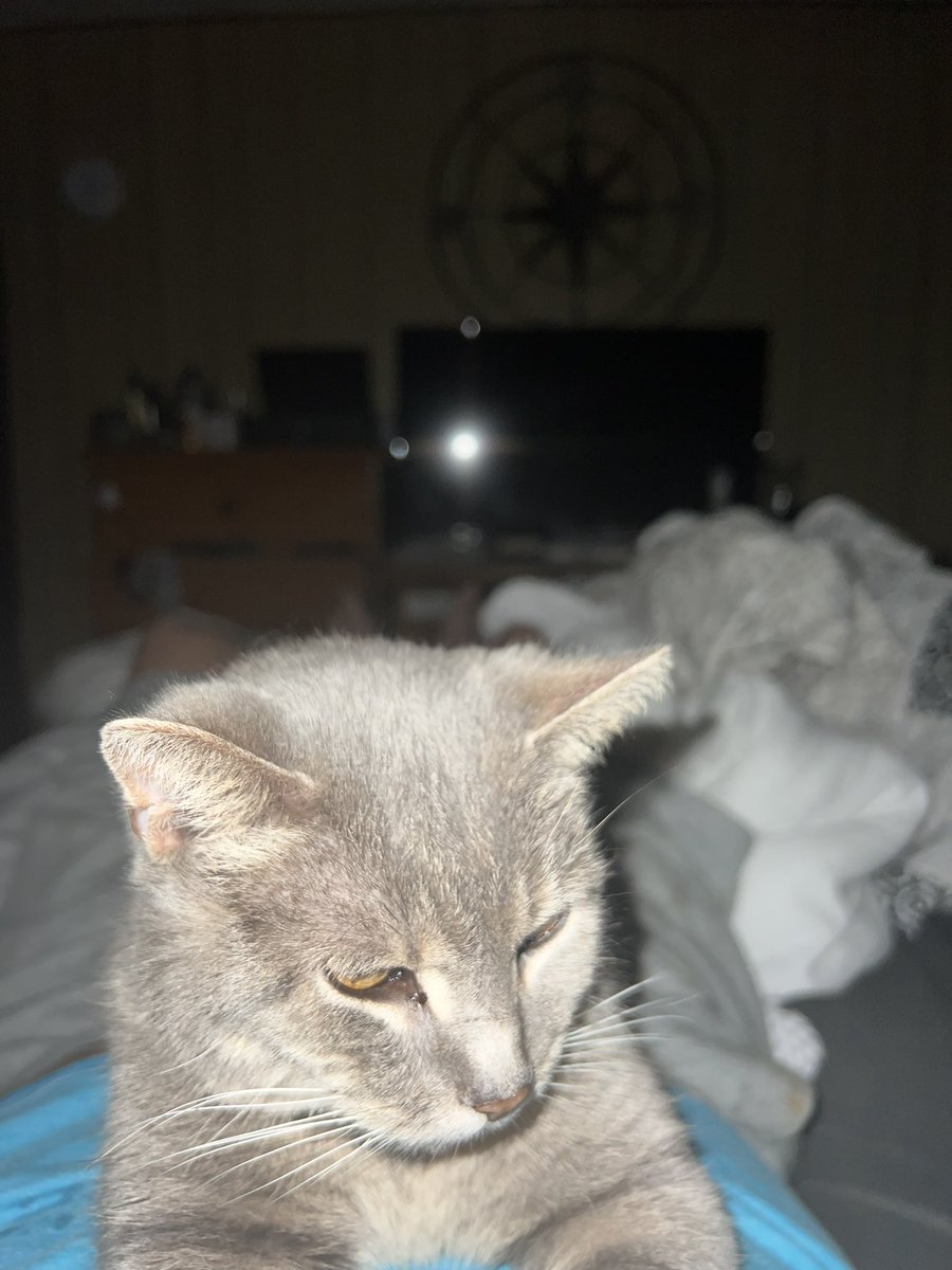 trevthal's tweet photo. I’m late but, Happy Daughters day to my fur babies. It’s still counts right? https://t.co/HDIIol7wNa