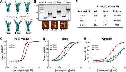 High-affinity binding to the SARS-CoV-2 spike trimer by a nanostructured, trivalent protein-DNA synthetic antibody biorxiv.org/content/10.110… Nanoscale synthetic antibody with 1, 2 or 3 identical arms terminating in a mini-binder protein that targets the SARS-CoV-2 spike protein