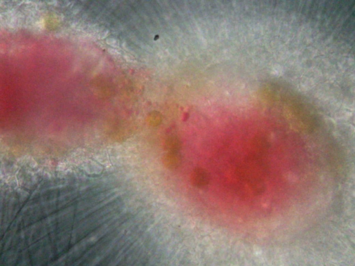PETRARCHproject's tweet photo. Sometimes, in the wee hours of the morning, you look down the microscope and it's as if you're looking through a telescope at some galactic phenomenon light years away. 

These radiolaria appeared to be exchanging the pink symbionts - any ideas?

400x mag https://t.co/Av9aGHJhoa