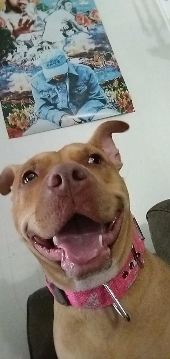 jimmyscabbysboi's tweet photo. Shout to my ex for letting my baby girl out, and not even bothering to even look for her, she was hit by a car, Iโll never forgive that bitch, and Iโll never trust another human being again
#ripginger the only thing I knew truly loved me https://t.co/CdXn9EHgno