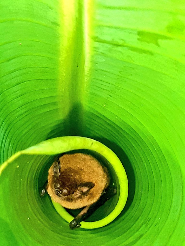 AmyPanikowski's tweet image. Friends: we have Day 5 of #Batrick! 

I'll see 4 more pics later. I'm hoping his presence is manifesting some good vibes bc I really need some right now. &amp;amp; I hope his presence manifests good vibes for you too.🦇

#BatWatch 
Banana #bat 
(Afronycteris nana)