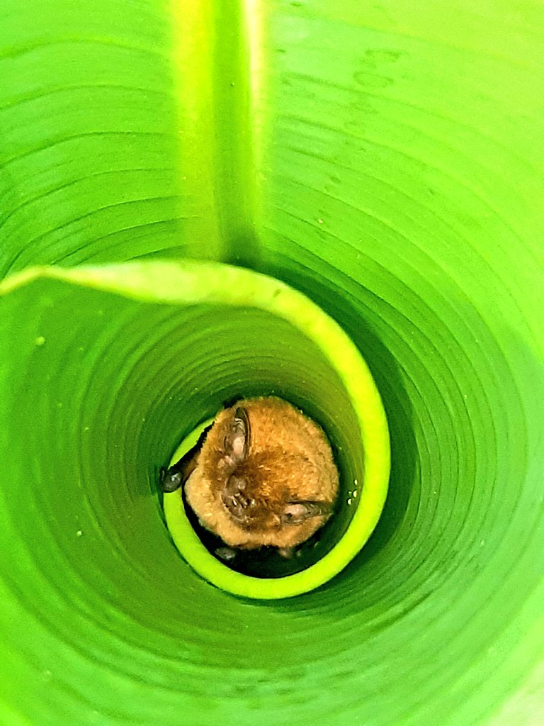 AmyPanikowski's tweet image. Friends: we have Day 5 of #Batrick! 

I'll see 4 more pics later. I'm hoping his presence is manifesting some good vibes bc I really need some right now. &amp;amp; I hope his presence manifests good vibes for you too.🦇

#BatWatch 
Banana #bat 
(Afronycteris nana)