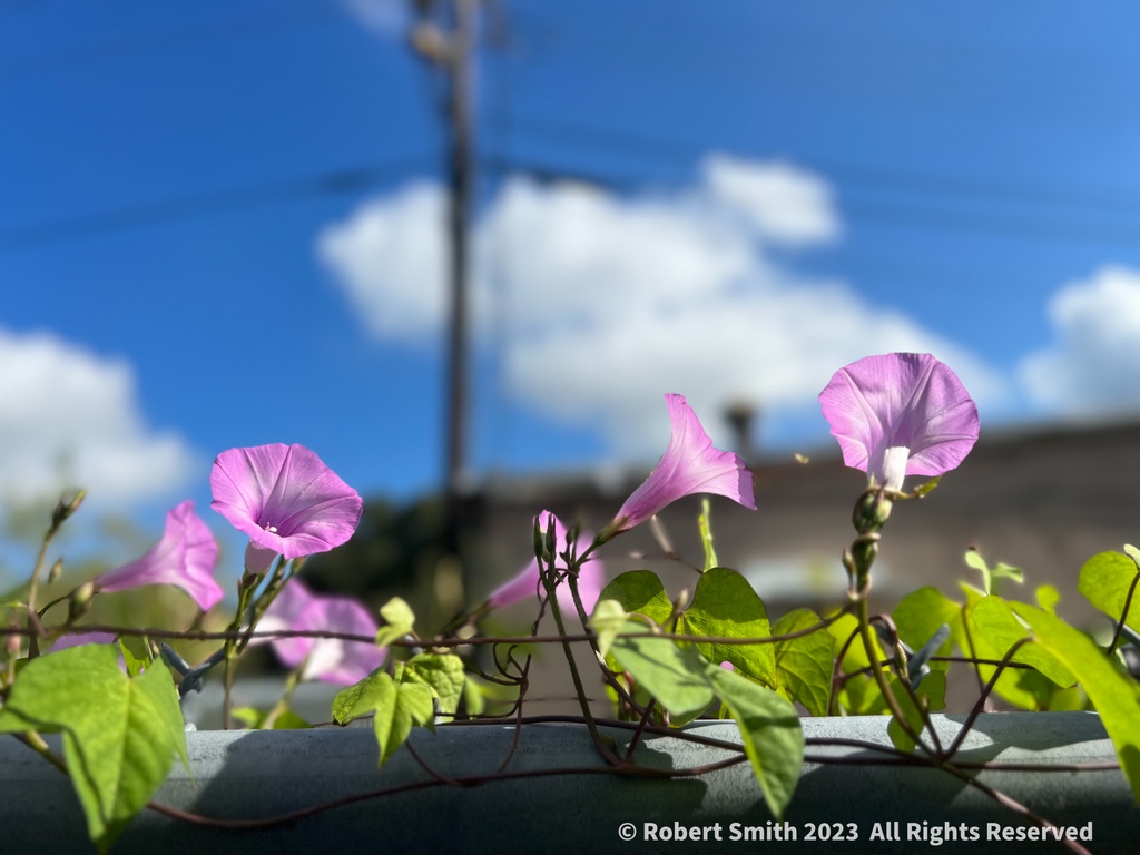 iraqdad1216's tweet image. Your Flowers by Day, Week 37

Growing along the top of a fence, Ipomoea, related to the Morning Glory.

#flowers #FOTD #week37 ⁣#robertsnapspot #beauty #Sep2023 #iphone13ProMax #weeklyedition ⁣#Ipomoeaofinstagram #TwitterNatureCommunity #YourFlowersbyDay #photooftheday #Ipomoea