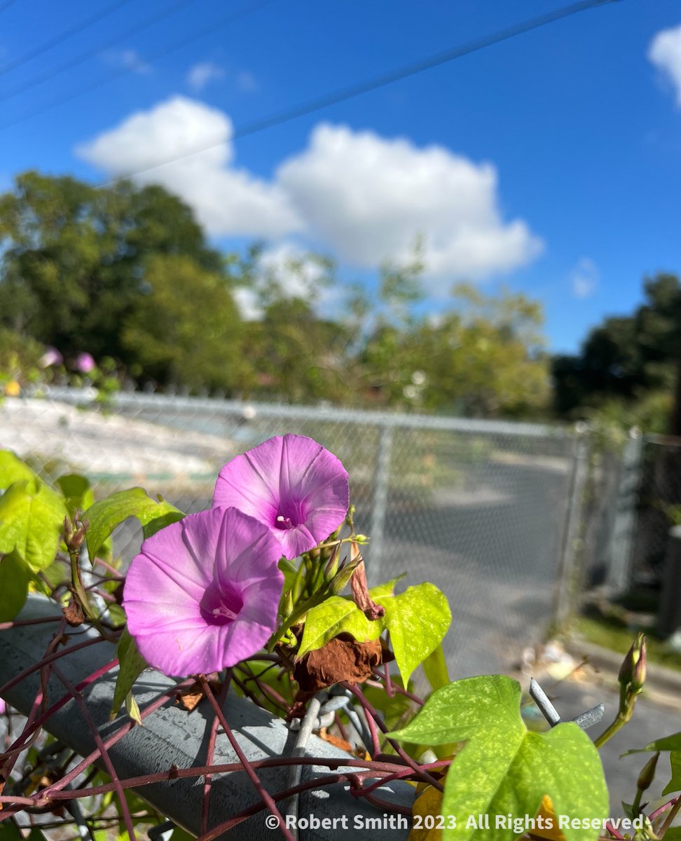 iraqdad1216's tweet image. Your Flowers by Day, Week 37

Growing along the top of a fence, Ipomoea, related to the Morning Glory.

#flowers #FOTD #week37 ⁣#robertsnapspot #beauty #Sep2023 #iphone13ProMax #weeklyedition ⁣#Ipomoeaofinstagram #TwitterNatureCommunity #YourFlowersbyDay #photooftheday #Ipomoea
