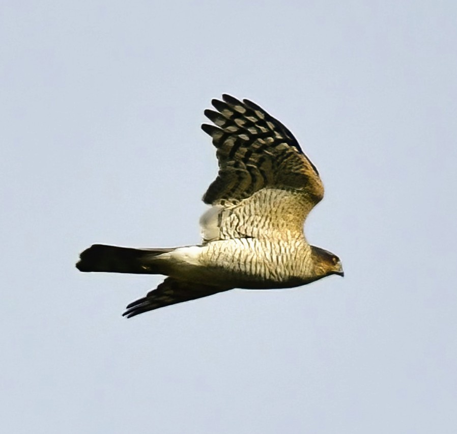 A distant Sparrowhawk on the Somerset levels yesterday
