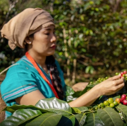 Our coffee's journey is a testament to the dedication of these remarkable tribal women. With every bean they select, bring us closer to perfection. Cheers to their unwavering commitment! ☕ #coffee #coffeeharvest #farmers #coffeetime #coffeelovers #morning #cafe #roastedcoffee