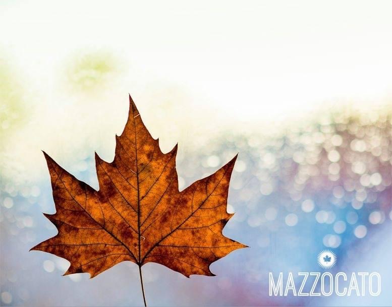 Mazzocato Maple Farm tweet media