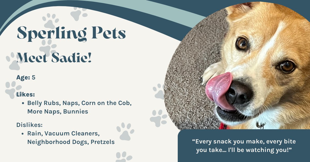 SperlingInterac's tweet image. Introducing Sadie, a remarkable mutt from Mississippi belonging to our Finance Assistant, Karen! When she&apos;s not napping, Sadie is tirelessly keeping Karen&apos;s yard clear of woodland creatures — an exceptional (albeit sleepy) &quot;watchdog.&quot;