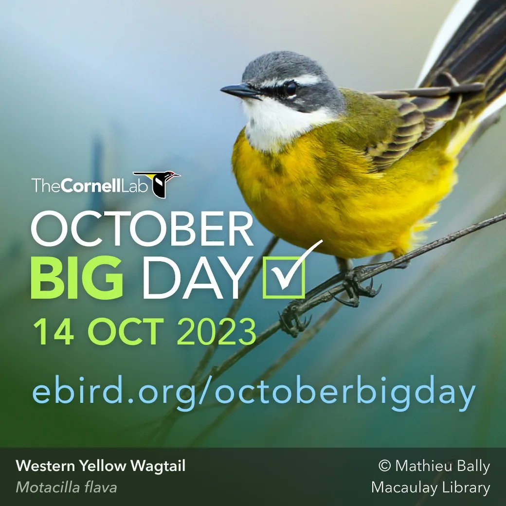 Are you ready for October Big Day? @MerlinBirdID is the perfect companion for #OctoberBigDay. Create a custom list of species so you know what to expect on Oct 14 wherever you’re birding. PLUS free, instant ID help from a photo or description! #BirdTwitter #birds #birding