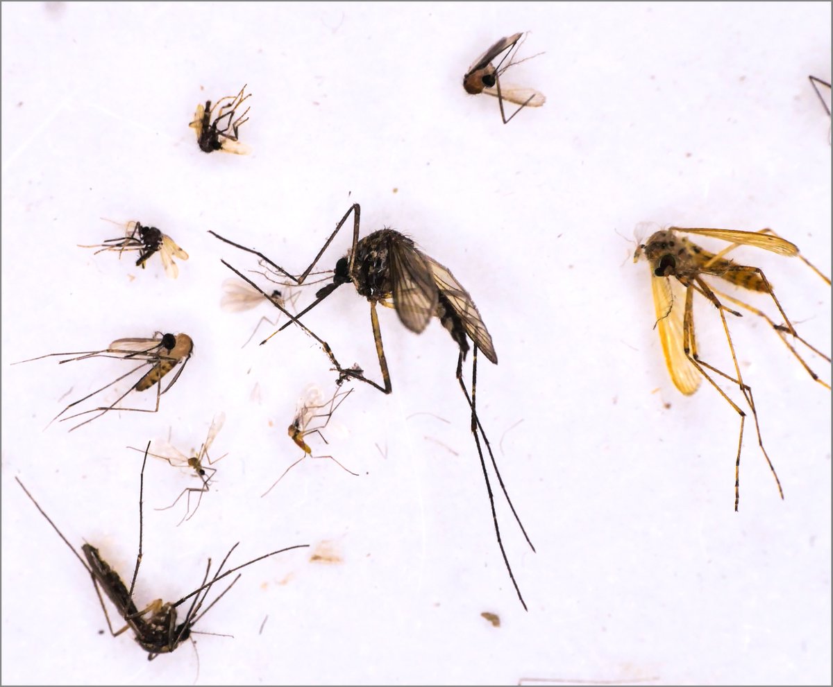 Study by @ChariteBerlin and @EcoDynIZW of @IZWBerlin on the effects of rainforest clearing on mosquitoes and the viruses they carry shows: Decreasing biodiversity may promote spread of viruses. Published in @eLife --> doi.org/10.7554/eLife.…