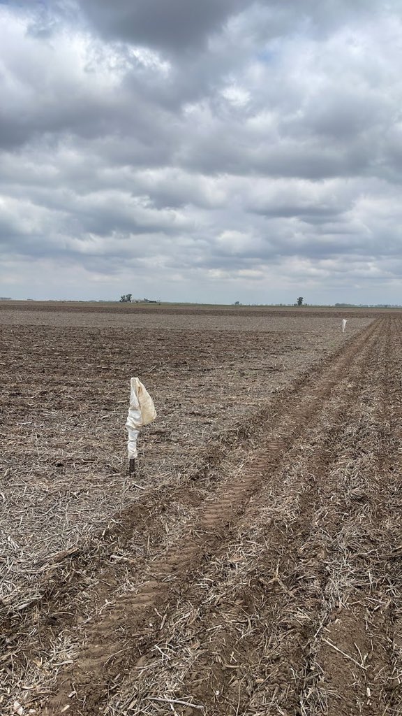 agrilizado's tweet photo. Se agradece a todas las empresas y productores que colaboraron con semilla de híbridos de maíz para poder llevar a cabo este ensayo en donde se generará información muy valiosa que será útil para mejorar la toma de decisiones futuras!

15 híbridos🌽 en 4 densidad y 2 ambientes 💪🏼 https://t.co/vYpVwlLoWn