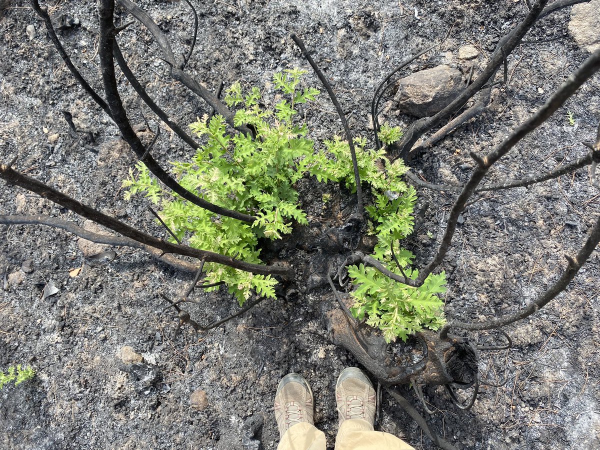 nurbaharusta's tweet photo. çanakkale'de 22 ağustosta başlayan yangından tam bir ay sonra meşe sürgünleri 🌱🌿 https://t.co/jrEGX1aUDh