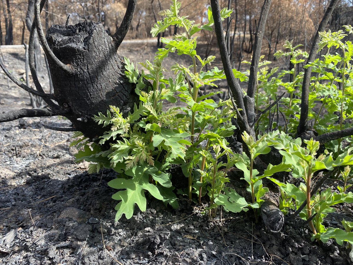 nurbaharusta's tweet photo. çanakkale'de 22 ağustosta başlayan yangından tam bir ay sonra meşe sürgünleri 🌱🌿 https://t.co/jrEGX1aUDh