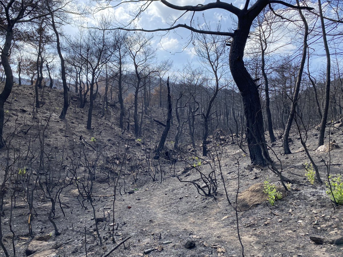 nurbaharusta's tweet photo. çanakkale'de 22 ağustosta başlayan yangından tam bir ay sonra meşe sürgünleri 🌱🌿 https://t.co/jrEGX1aUDh