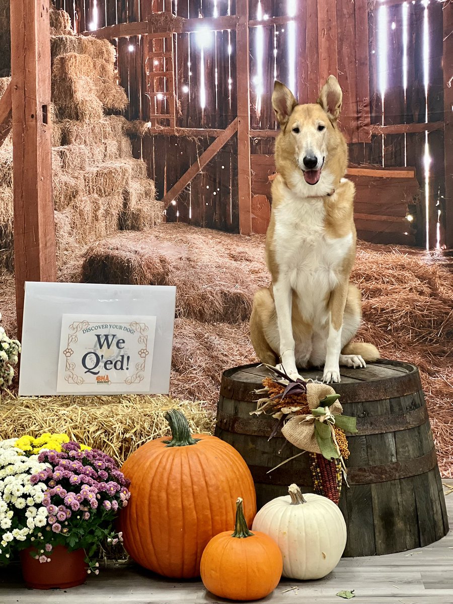 AllThingsCollie's tweet photo. Searching through the hay…wonder what we’ll find!
Our newest blog post is up, please click on the link below! #Barnhunt #versatilecollie
https://t.co/F2kJhg38C2 https://t.co/WtcPn5NAVP