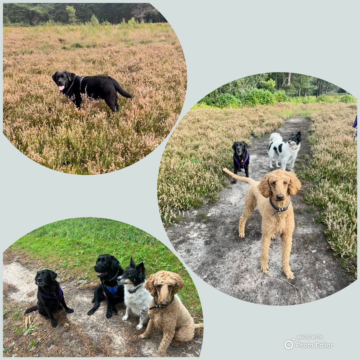 olive_blacklab's tweet photo. Jim and I the bestest time withDogLadySandy Tano and Rowan mummy did LOTS of chatting we did bonkers zoomies #everybodyhappy 😃 https://t.co/ausRd6cEnZ