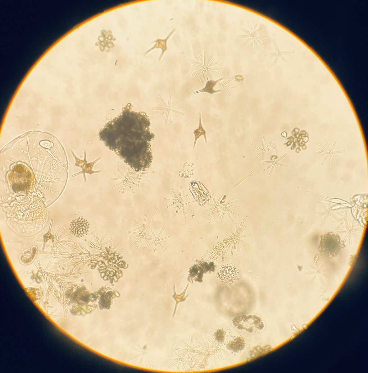 Always a pleasure. Teaching students the beauty of plankton