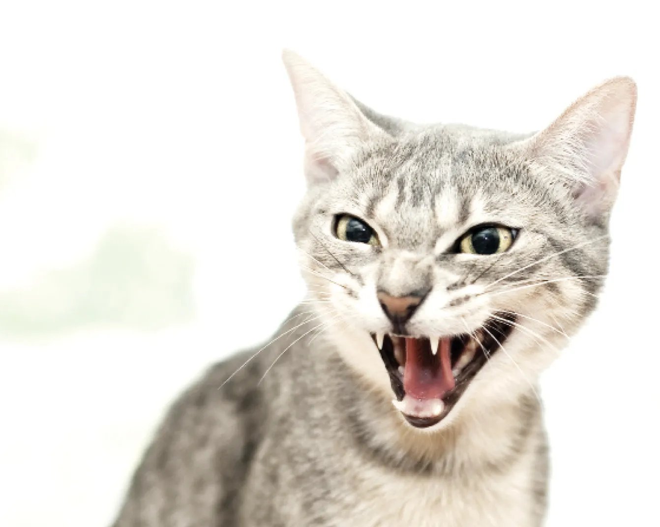 Звук шипящей кошки. Шипящая кошка. Кот шипит. Агрессивная кошка. Злой кот.