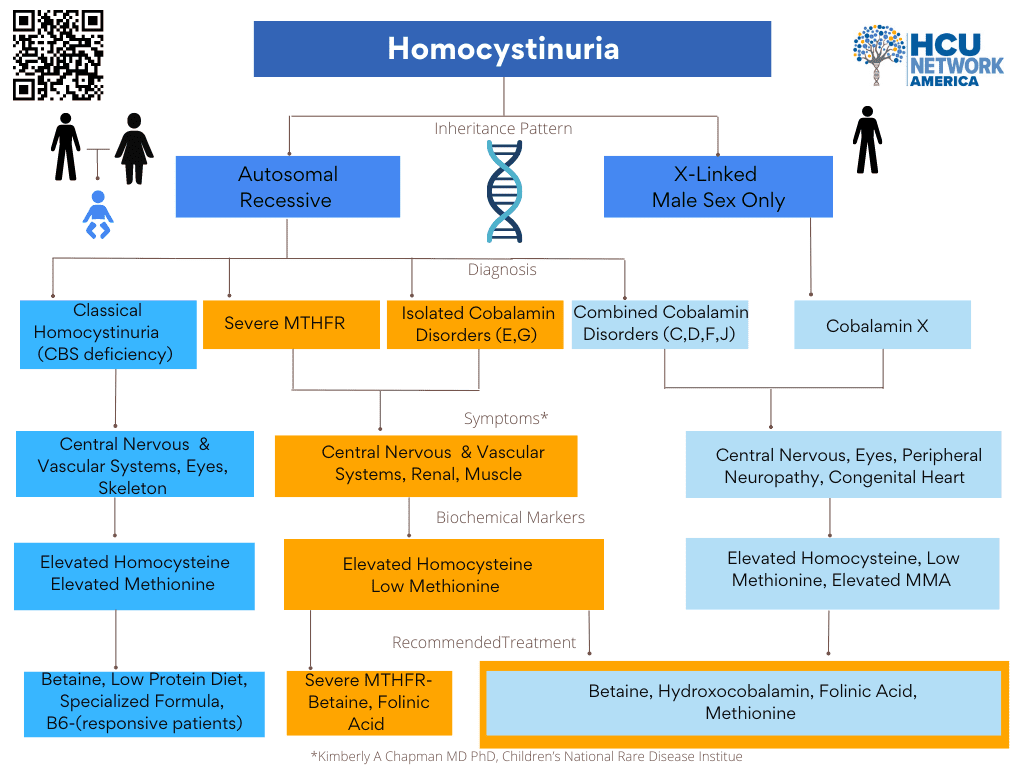 HCUAmerica's tweet photo. There are π types of #homocystinuria (elevation of the amino acid #homocysteine in urine or blood)
Can be caused by:
πΉ#CBSDeficiency (relates to B6)
πΉ#CobalaminDisorders (relates to B12)
πΉ#RemethylationDisorders like #SevereMTHFR (relates to Folate)
#HCUAwarenessMonth2023 https://t.co/0QC5vB3huC