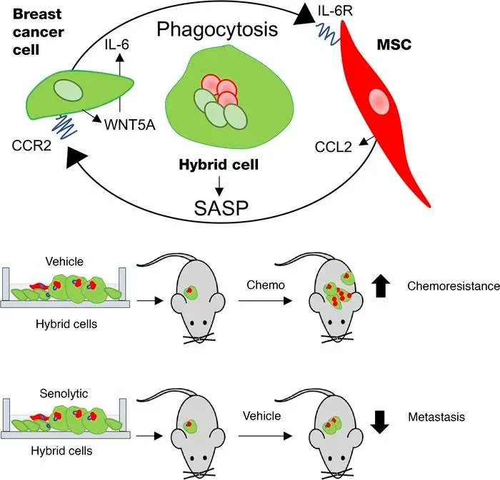 A hybrid breast cancer/mesenchymal stem cell population enhances chemoresistance and metastasis: buff.ly/3ZwPFz1 
<a href="/CelinaKleer/">Dr. Celina Kleer, M.D.</a> <a href="/umichmedicine/">Michigan Medicine</a> 
#CellBiology #Oncology