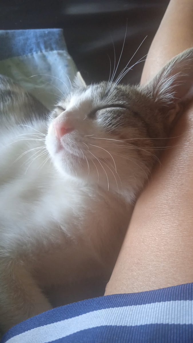 El Petit està preparat per donar tot l'amor que té dins guardat🥰 Té 3 mesos i mig i ja sap el que és sofrir😔

Una oportunitat per ell🙏🏻
☎️611262013

#XarxaBarcelonaAdopcions #XarxaCatalunyaAdopcions #XarxaLleidaAdopcions #FemXarxa #AdopcionResponsable #AdoptaUnGato #ADOPTA