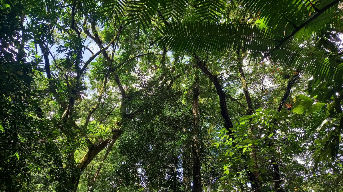RK_Sargent's tweet photo. The final activity of my recent Philippines visit, an expedition into the forest! Thanks to the whole Darwin Project team for a very productive trip. @philincon_ @UKBCFs #protectnorthwestpanay #primaryforest #visayas #conservation 🦜🐜🌳🐗🌦️🌿🦋 https://t.co/XYoHZnZS4z