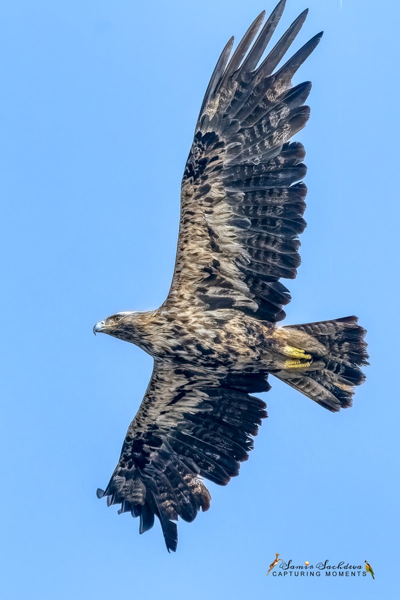 sampro3008's tweet photo. "Unleash Your Inner Eagle, and Conquer the Skies"
#IndiAves #TwitterNatureCommunity #ThePhotoHour #Twitterbirds #easternimperialeagle #BirdsOfTwitter #BBCWildlifePOTD #Bharatpur #birdsinflight #wingspan #outstretchedwings #wildlife #birdsinindia #indianbirds #birding #photography https://t.co/4AV60bANQs