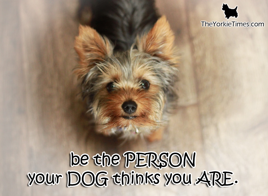 Yorkshire_clubs's tweet image. be the person your dog thinks you are !  #yorkiesofinstagram #yorkie #dogsofla #yorkshireterrier #yorkielife #yorkielove #yorkies #yorkiegram #yorkielovers #yorkieloversworldwide #yorkieofinstagram #yorkieterrier #yorkiesofficial #yorkiesofig #yorkiefamous #yorkieboy