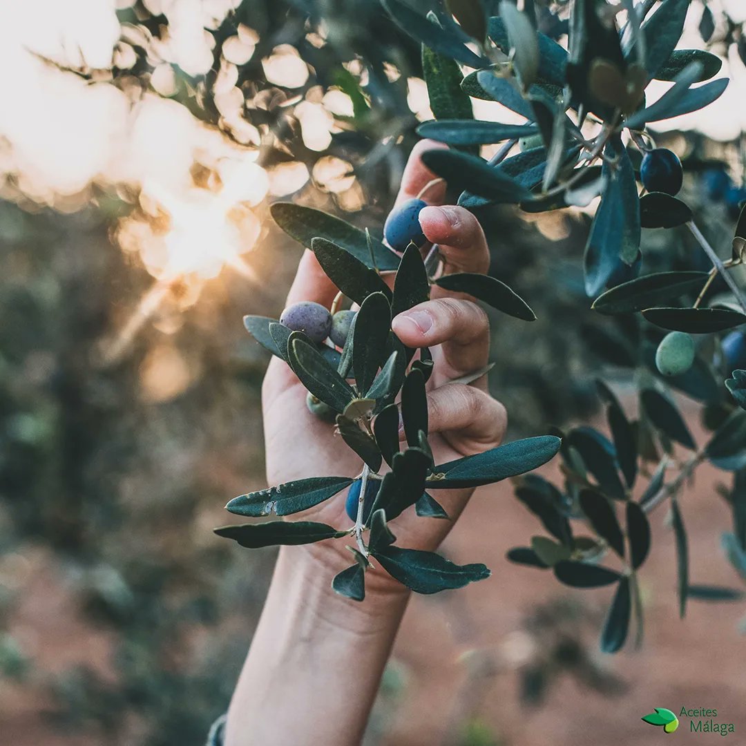 aceitesmalaga's tweet photo. 🌿🌍 Hoy celebramos el Día Internacional de la Salud Ambiental con un recordatorio especial de que nuestro bienestar está intrínsecamente ligado a la salud de nuestro planeta.

#SaludAmbiental #CuidadoDelMedioAmbiente #AceitesMálaga #MedioAmbiente #Naturaleza https://t.co/0BnYqg99iH