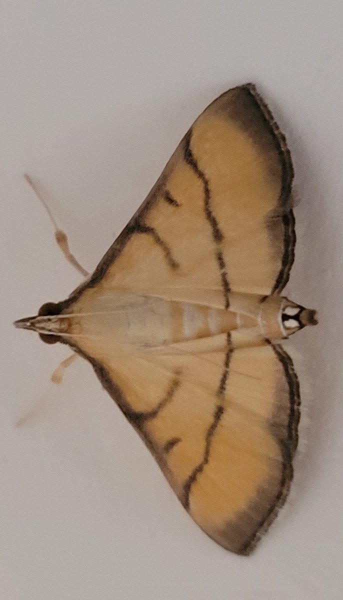 Bhrigzz's tweet photo. #TitliTuesday did not see many butterflies today. Here is a moth that I found in my balcony. Any ID help?  #indiAves. 

Moths of Delhi https://t.co/ikyXwUb7Bs