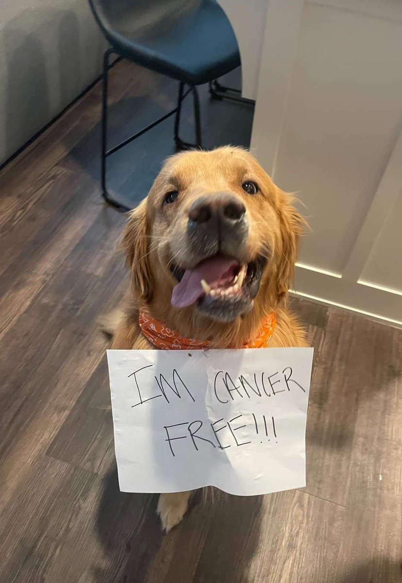 Happy Dog tweet media