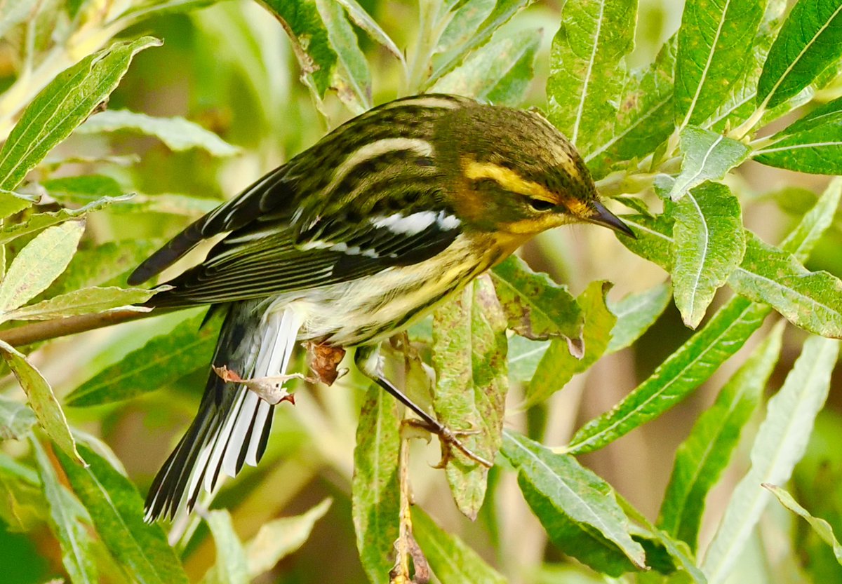 Ray O'Reilly (@oreillyreilly2) on Twitter photo Lyn and I were looking around the Dale of Walls when the shout for the Blackburnian Warbler came through. The longest 10 minute walk back to the car and 65 minute drive of my life to Geosetter, Shetland. This bird ticks all the boxes. <a href="/griffiths_lyn/">Lyn Griffiths</a> <a href="/rafaelmitch/">Rafael Mitchell</a> <a href="/prrockmom/">anne ellison VN</a> Lyn and I were looking around the Dale of Walls when the shout for the Blackburnian Warbler came through. The longest 10 minute walk back to the car and 65 minute drive of my life to Geosetter, Shetland. This bird ticks all the boxes. <a href="/griffiths_lyn/">Lyn Griffiths</a> <a href="/rafaelmitch/">Rafael Mitchell</a> <a href="/prrockmom/">anne ellison VN</a>