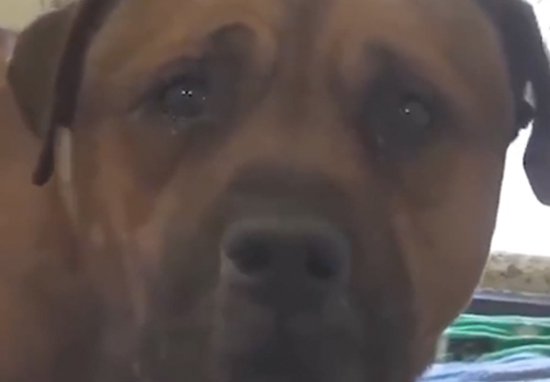 amaregar's tweet photo. Los perros sufren emociones negativas como el miedo ,la tristeza y el estrés
Saben cuando son abandonados ,rechazados y maltratados 
No son una cosa que se abandona en un contenedor ,en una carretera ,ellos sienten y merecen ser protegidos 
#AdoptaNoCompres 
#AdoptarSalvaVidas https://t.co/76lz0b439O