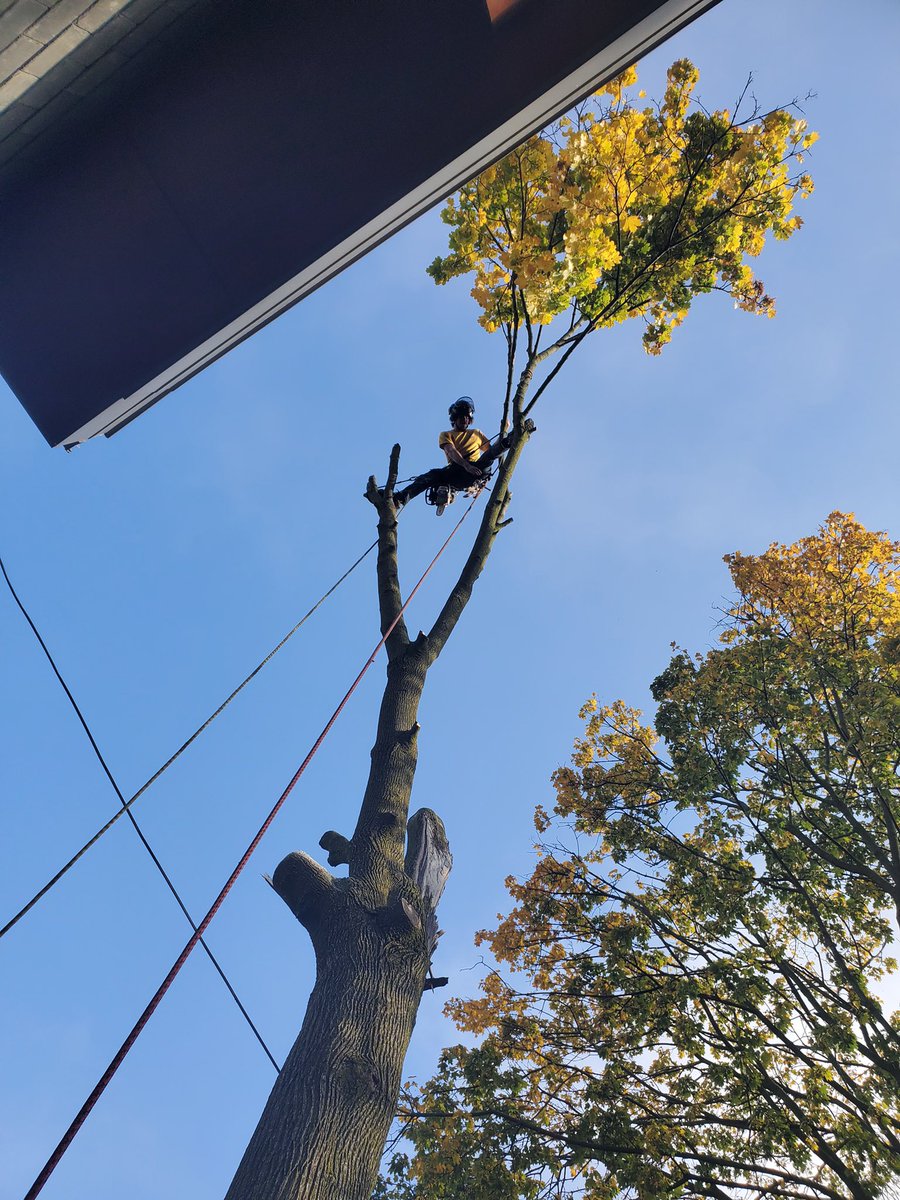 Hellooo down there…Mighty fine day to be up in the trees! #torontoarborists #toronto #gta #Arboriculture