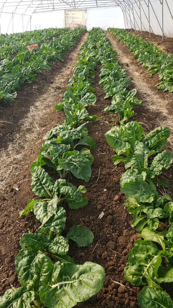 Enhanced Integrated Framework tweet media