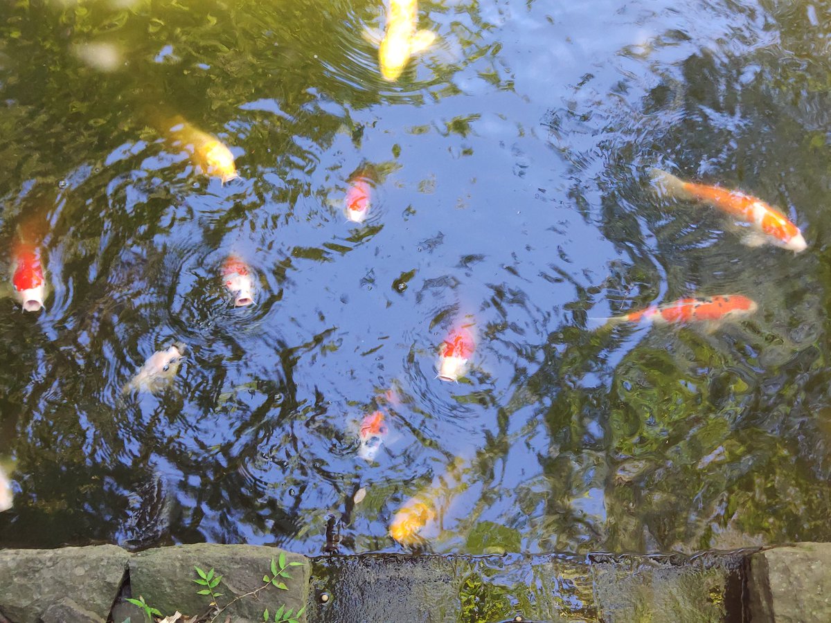 Gauss_Official's tweet photo. Turtles, Carps, Spiders and Ducks, fauna from Kamakura, PS. Idk how I survived those spiders without a heart attack https://t.co/AhA75UHicg