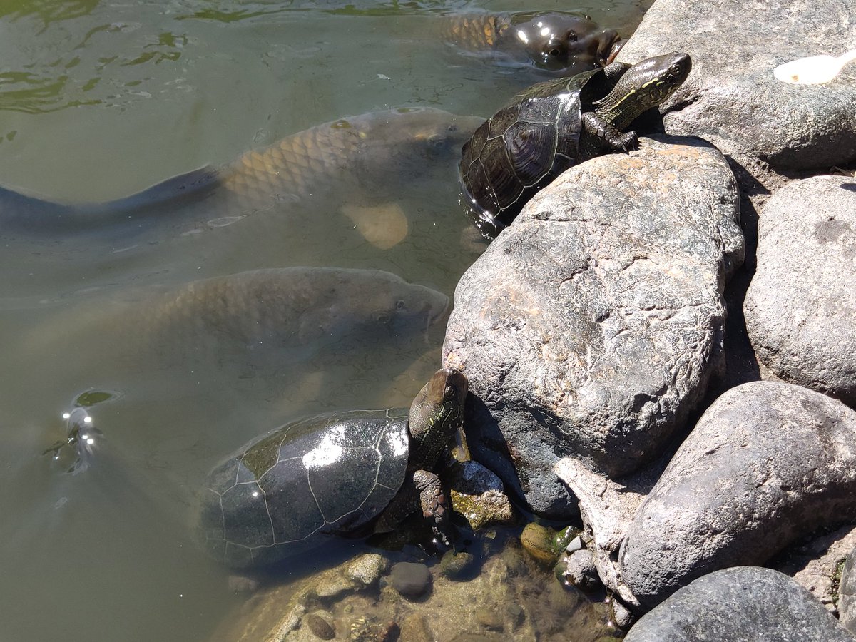 Gauss_Official's tweet photo. Turtles, Carps, Spiders and Ducks, fauna from Kamakura, PS. Idk how I survived those spiders without a heart attack https://t.co/AhA75UHicg