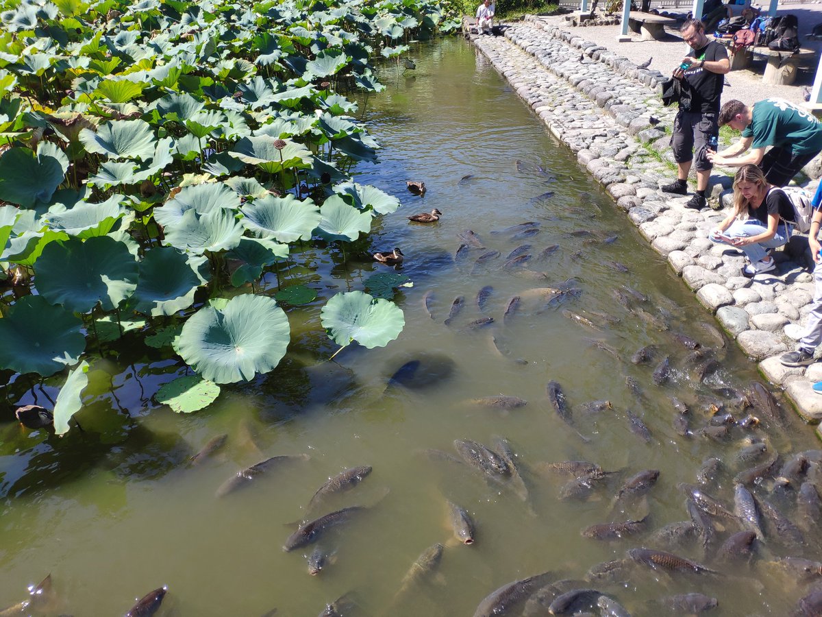 Gauss_Official's tweet photo. Turtles, Carps, Spiders and Ducks, fauna from Kamakura, PS. Idk how I survived those spiders without a heart attack https://t.co/AhA75UHicg