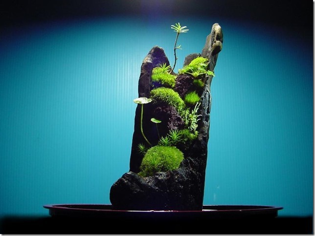 icb35250's tweet photo. 苔盆景

小宇宙の世界です

【日本園芸協会盆栽士】
【苔盆景講師】

苔盆景体験コーナー作りました、遊びに来てください。
事前予約が必要ですので、よろしくお願いいたします。

調布カルチャーセンター、ココスクエア2階　第一月曜日・第二土曜日　13:00～15:00

https://t.co/SyB3G7Wxm2 https://t.co/G2KcrlJSff