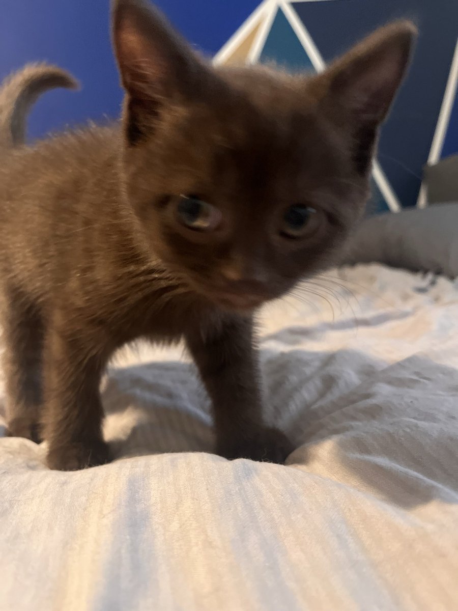 Premier Pet Butler tweet media